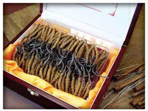 舞钢冬虫夏草回收